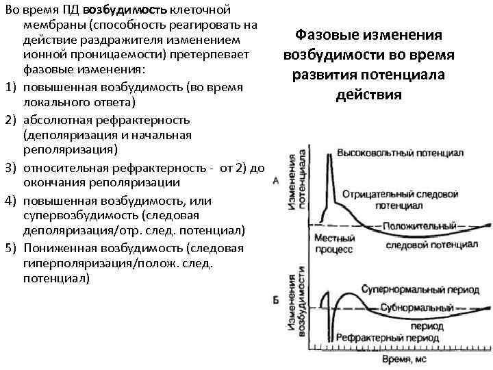 Во время ПД возбудимость клеточной мембраны (способность реагировать на действие раздражителя изменением ионной проницаемости)