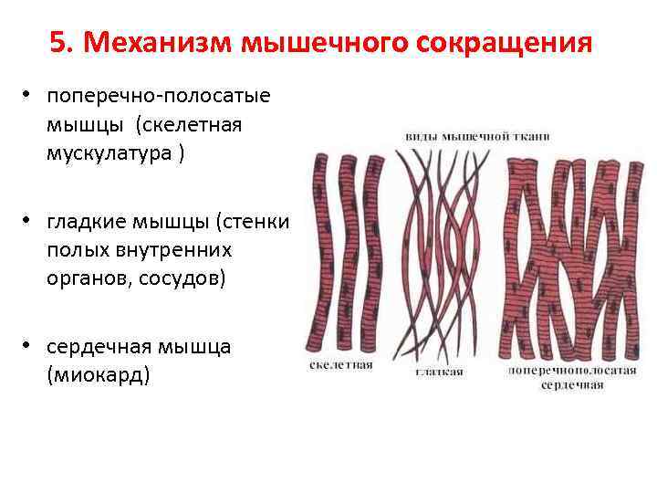 5. Механизм мышечного сокращения • поперечно-полосатые мышцы (скелетная мускулатура ) • гладкие мышцы (стенки