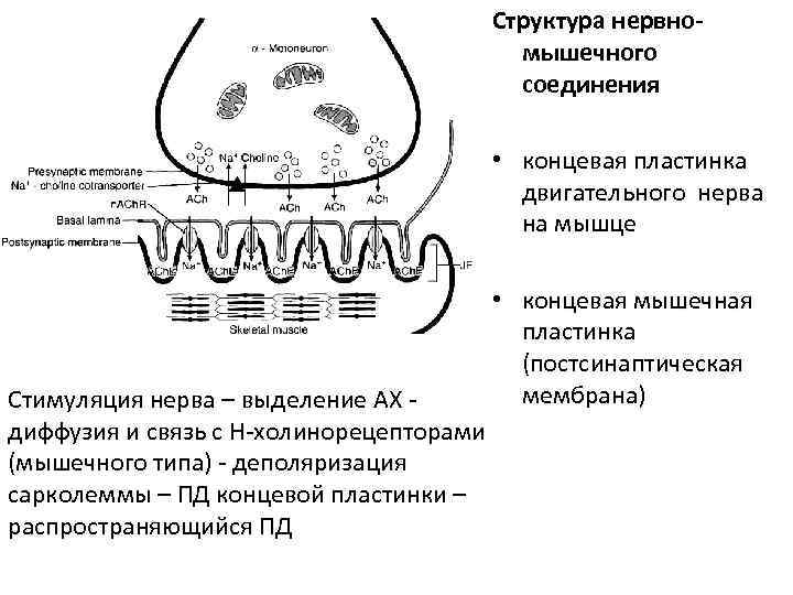 Структура нервномышечного соединения • концевая пластинка двигательного нерва на мышце • концевая мышечная пластинка