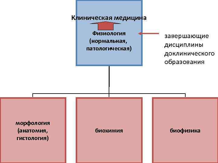 Клиническая медицина Физиология (нормальная, патологическая) морфология (анатомия, гистология) биохимия завершающие дисциплины доклинического образования биофизика