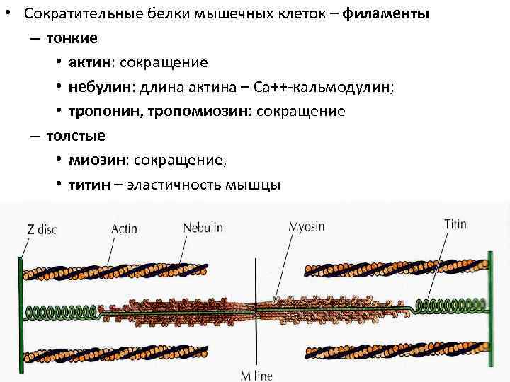  • Сократительные белки мышечных клеток – филаменты – тонкие • актин: сокращение •