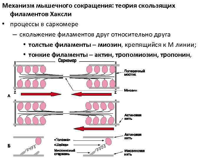 Механизм мышечного сокращения: теория скользящих филаментов Хаксли • процессы в саркомере – скольжение филаментов