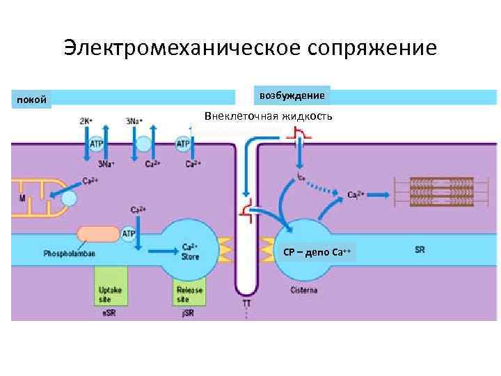 Электромеханическое сопряжение возбуждение покой Внеклеточная жидкость Внекл. жидкость СР – депо Са++ 