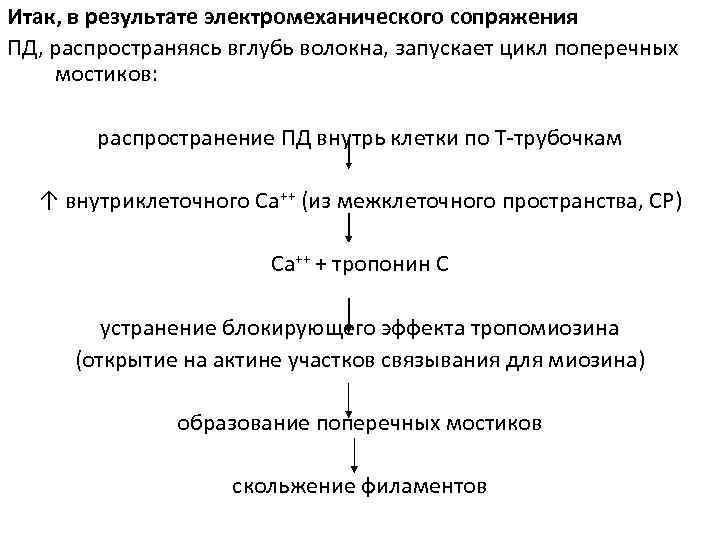 Итак, в результате электромеханического сопряжения ПД, распространяясь вглубь волокна, запускает цикл поперечных мостиков: распространение