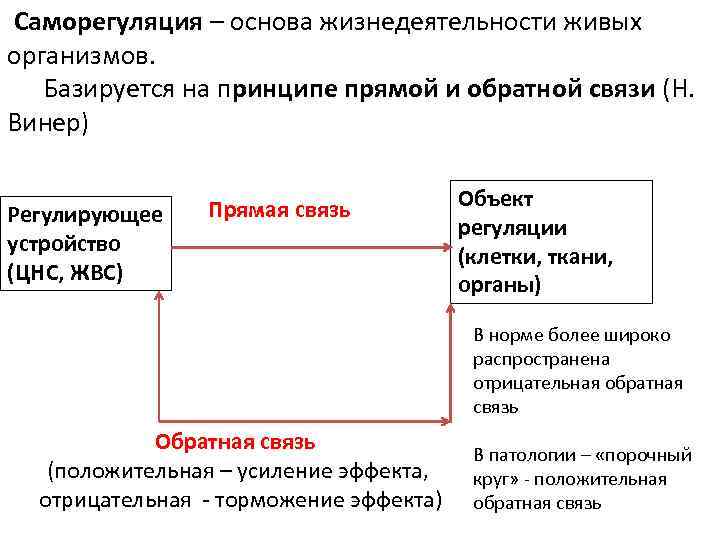 Саморегуляция – основа жизнедеятельности живых организмов. Базируется на принципе прямой и обратной связи (Н.