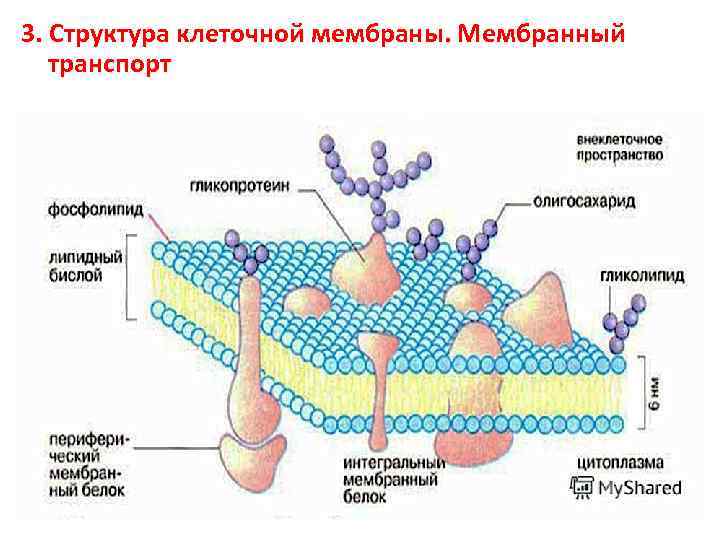 3. Структура клеточной мембраны. Мембранный транспорт 