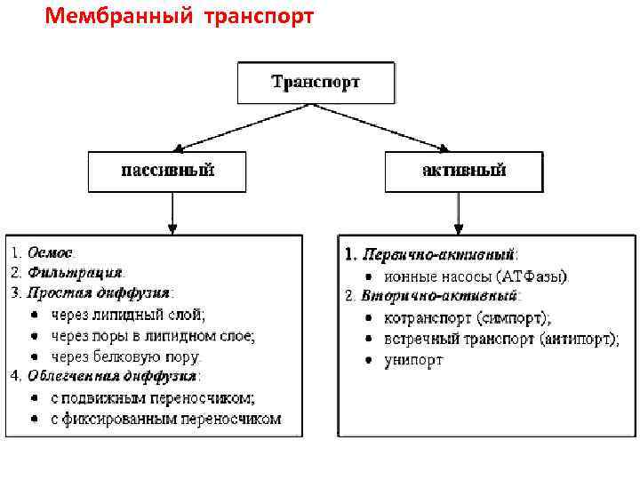 Мембранный транспорт 