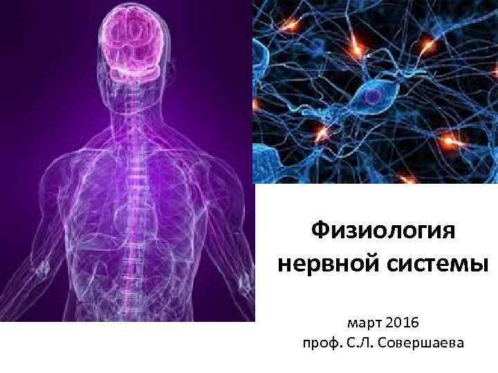 Физиология нервной системы март 2016 проф. С. Л. Совершаева 