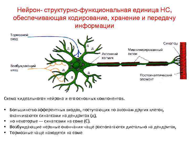 Нейрон- структурно-функциональная единица НС, обеспечивающая кодирование, хранение и передачу информации Схема «идеального» нейрона и