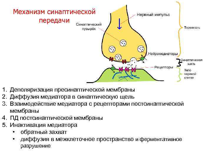 Механизм синаптической передачи 1. Деполяризация пресинаптической мембраны 2. Диффузия медиатора в синаптическую щель 3.