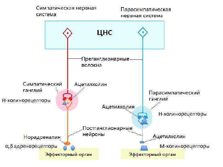 Н-холинорецепторы α, β адренорецепторы М-холинорецепторы 