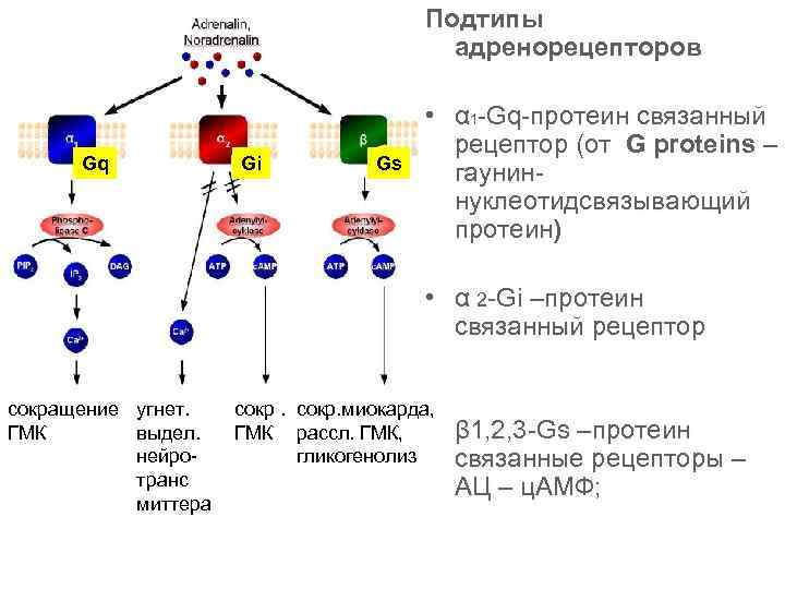 Подтипы адренорецепторов Gq Gi Gs • α 1 -Gq-протеин связанный рецептор (от G proteins