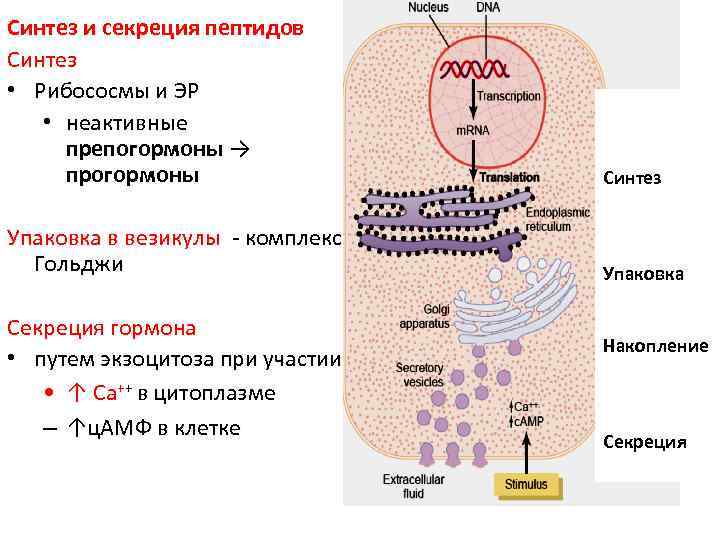 Синтез и секреция пептидов Синтез • Рибососмы и ЭР • неактивные препогормоны → прогормоны