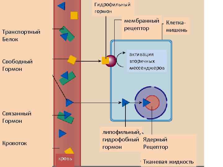 Гидрофильный гормон мембранный рецептор Транспортный Белок Клеткамишень активация вторичных мессенджеров Свободный Гормон Связанный Гормон