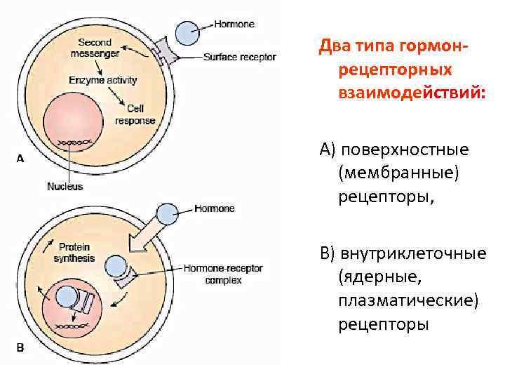 Два типа гормонрецепторных взаимодействий: А) поверхностные (мембранные) рецепторы, В) внутриклеточные (ядерные, плазматические) рецепторы 