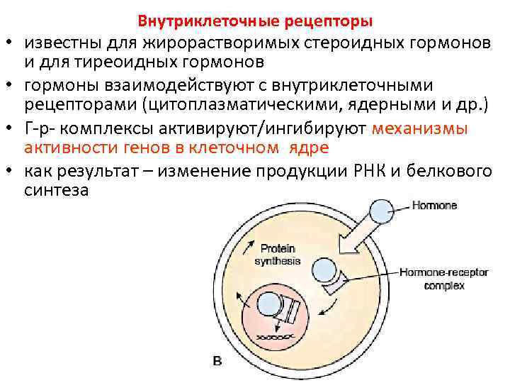 Внутриклеточные рецепторы • известны для жирорастворимых стероидных гормонов и для тиреоидных гормонов • гормоны