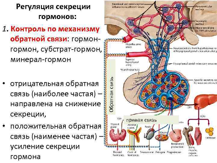  • отрицательная обратная связь (наиболее частая) – направлена на снижение секреции, • положительная