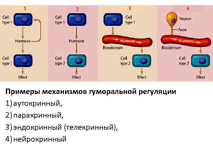 1 2 3 Примеры механизмов гуморальной регуляции 1) аутокринный, 2) паракринный, 3) эндокринный (телекринный),