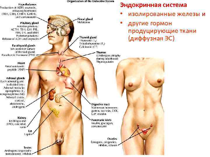 Эндокринная система • изолированные железы и • другие гормон продуцирующие ткани (диффузная ЭС) 