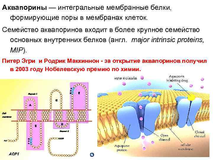 Интегральные белки это