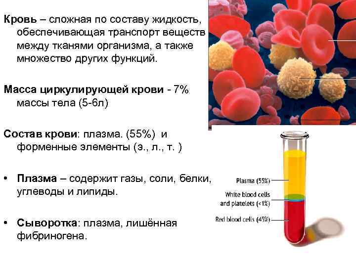 Кровь – сложная по составу жидкость, обеспечивающая транспорт веществ между тканями организма, а также