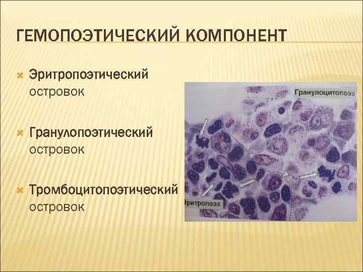 ГЕМОПОЭТИЧЕСКИЙ КОМПОНЕНТ Эритропоэтический островок Гранулопоэтический островок Тромбоцитопоэтический островок 