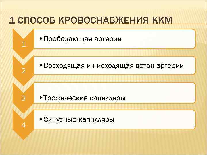 1 СПОСОБ КРОВОСНАБЖЕНИЯ ККМ 1 2 3 4 • Прободающая артерия • Восходящая и
