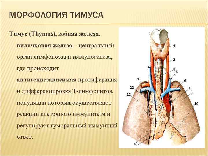 Вилочковая железа картинка