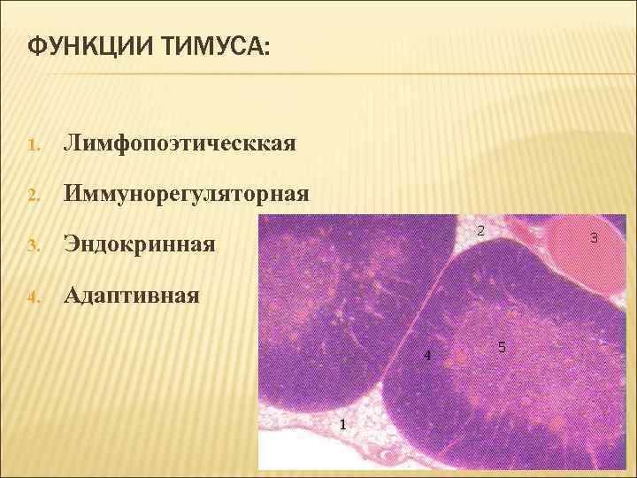 Тимус источник развития общий план строения функция