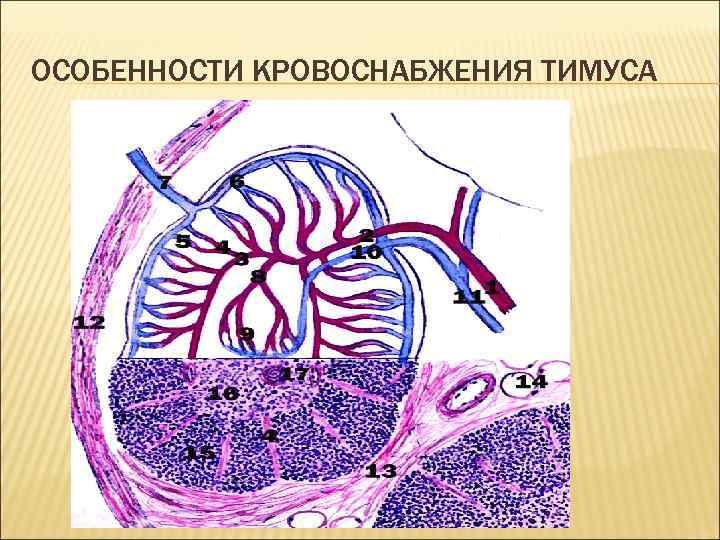 Проект на тему цитология