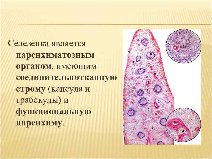 Селезенка является паренхиматозным органом, имеющим соединительнотканную строму (капсула и трабекулы) и функциональную паренхиму. 