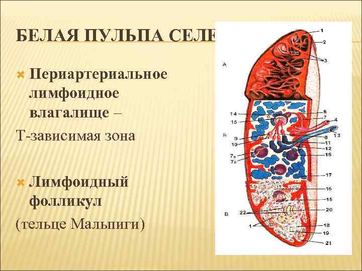 БЕЛАЯ ПУЛЬПА СЕЛЕЗЕНКИ: Периартериальное лимфоидное влагалище – Т-зависимая зона Лимфоидный фолликул (тельце Мальпиги) 