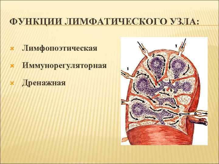 ФУНКЦИИ ЛИМФАТИЧЕСКОГО УЗЛА: Лимфопоэтическая Иммунорегуляторная Дренажная 