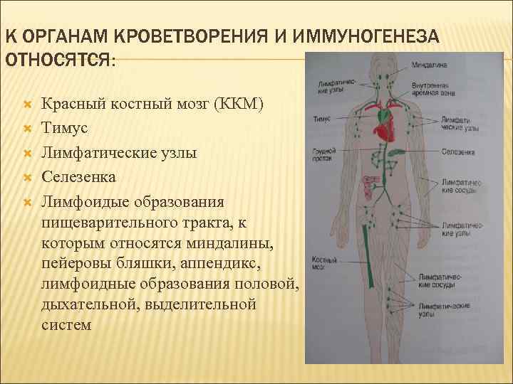 К ОРГАНАМ КРОВЕТВОРЕНИЯ И ИММУНОГЕНЕЗА ОТНОСЯТСЯ: Красный костный мозг (ККМ) Тимус Лимфатические узлы Селезенка