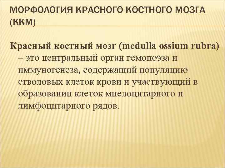 МОРФОЛОГИЯ КРАСНОГО КОСТНОГО МОЗГА (ККМ) Красный костный мозг (medulla ossium rubra) – это центральный