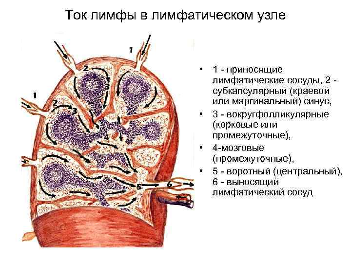 Ток лимфы в лимфатическом узле • 1 - приносящие лимфатические сосуды, 2 субкапсулярный (краевой