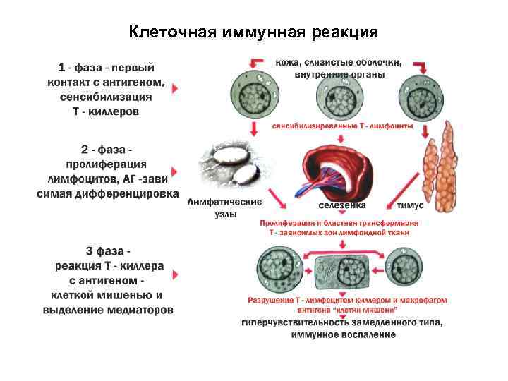 Клеточная иммунная реакция 