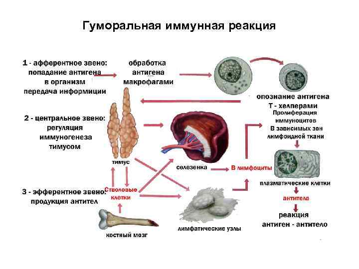 Гуморальная иммунная реакция 