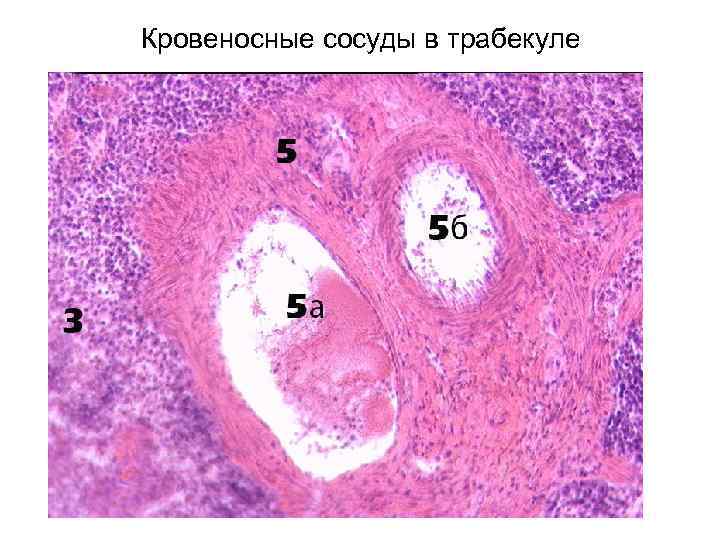 Кровеносные сосуды в трабекуле 