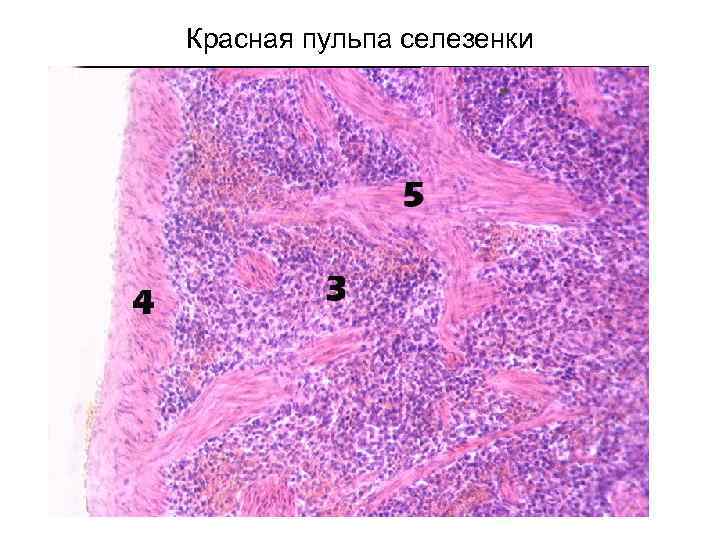 Красная пульпа селезенки 