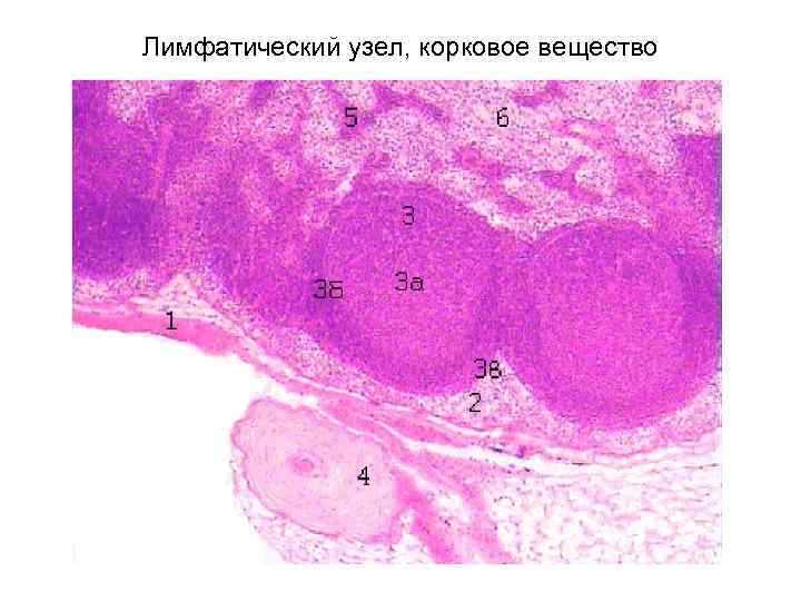 Лимфатический узел, корковое вещество 