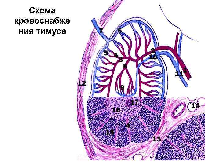 Схема кровоснабже ния тимуса 