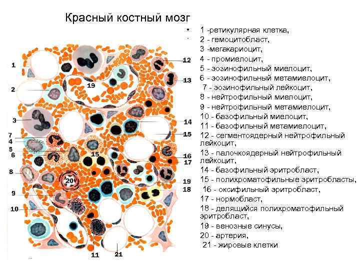 Красный костный мозг • • • • • • 1 -ретикулярная клетка, 2 -