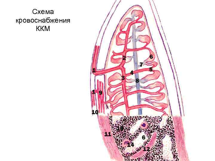 Схема кровоснабжения ККМ 