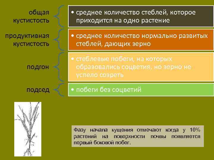 общая кустистость продуктивная кустистость • среднее количество стеблей, которое приходится на одно растение •