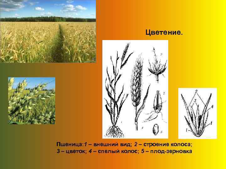 Цветение. Пшеница: 1 – внешний вид; 2 – строение колоса; 3 – цветок; 4