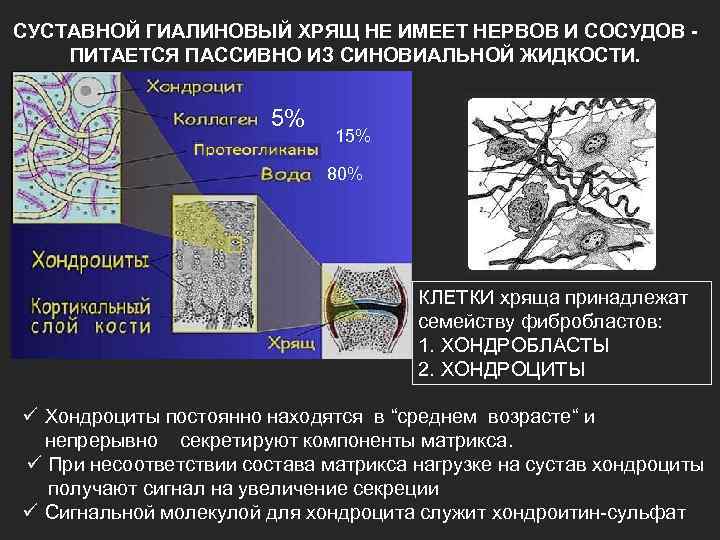 СУСТАВНОЙ ГИАЛИНОВЫЙ ХРЯЩ НЕ ИМЕЕТ НЕРВОВ И СОСУДОВ - ПИТАЕТСЯ ПАССИВНО ИЗ СИНОВИАЛЬНОЙ ЖИДКОСТИ.