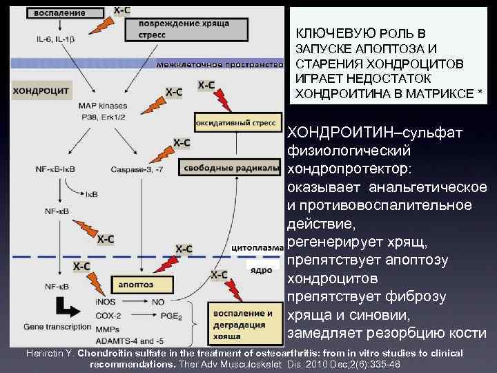  КЛЮЧЕВУЮ РОЛЬ В ЗАПУСКЕ АПОПТОЗА И СТАРЕНИЯ ХОНДРОЦИТОВ ИГРАЕТ НЕДОСТАТОК ХОНДРОИТИНА В МАТРИКСЕ