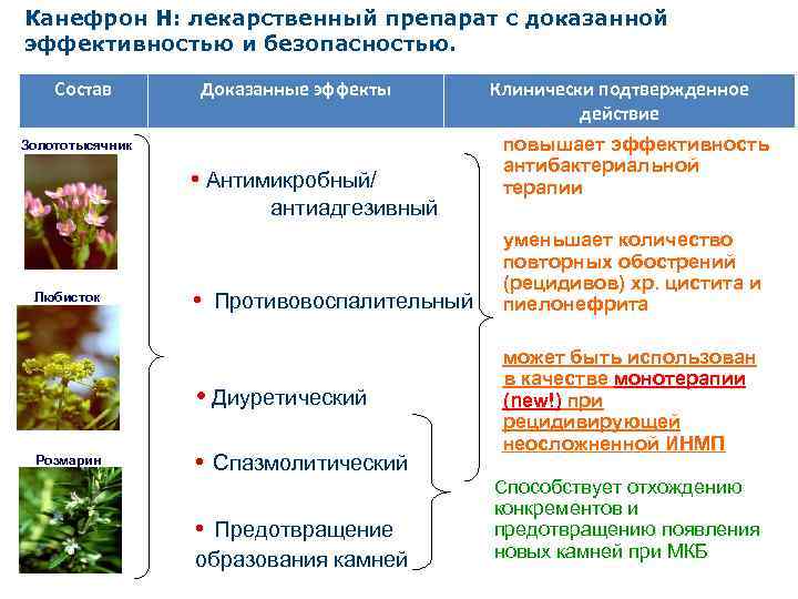 Канефрон Н: лекарственный препарат с доказанной эффективностью и безопасностью. Состав Доказанные эффекты Золототысячник •