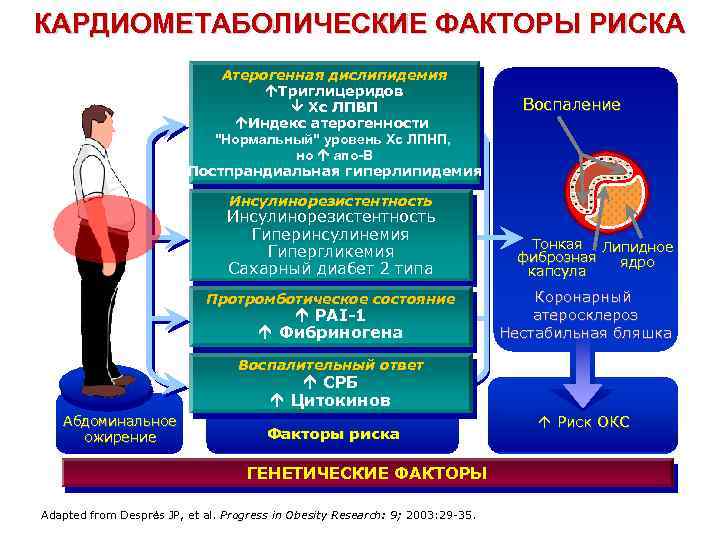 КАРДИОМЕТАБОЛИЧЕСКИЕ ФАКТОРЫ РИСКА Атерогенная дислипидемия Триглицеридов Хс ЛПВП Индекс атерогенности 